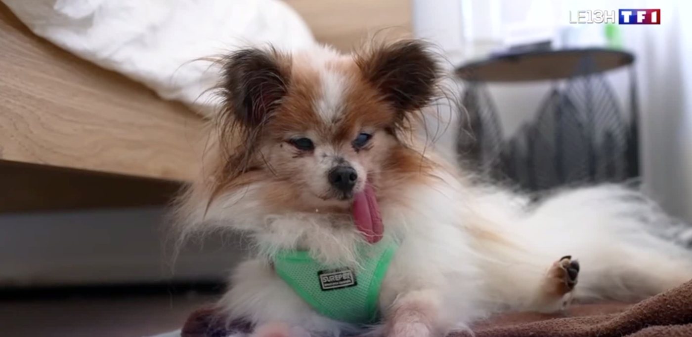 Lazare de Mikepol, le plus vieux chien du monde, est un Papillon élevé par Madame Blondeau